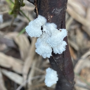 Schizophyllum commune at Mogo, NSW - 20 Jul 2022