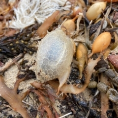 Unverified Native Fish at Broulee, NSW - 21 Jul 2022 by AJB