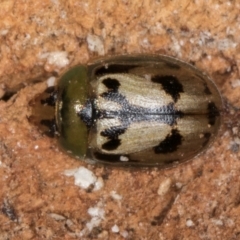 Peltoschema hamadryas (Hamadryas leaf beetle) at Melba, ACT - 6 Aug 2024 by kasiaaus