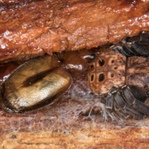 Agonocheila sp. (genus) at Melba, ACT - 6 Aug 2024