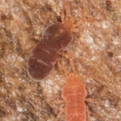 Neothrombiidae sp. (family) (A red velvet mite) at Melba, ACT - 6 Aug 2024 by kasiaaus