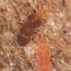 Neothrombiidae sp. (family) at Melba, ACT - 6 Aug 2024