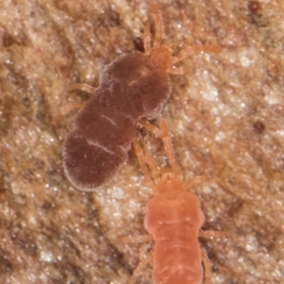 Neothrombiidae sp. (family) (A red velvet mite) at Melba, ACT - 6 Aug 2024 by kasiaaus