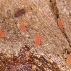 Neothrombiidae sp. (family) at Melba, ACT - 6 Aug 2024