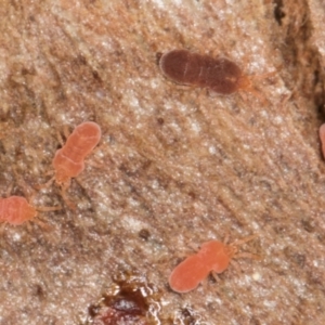 Neothrombiidae sp. (family) at Melba, ACT - 6 Aug 2024