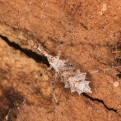 Stenolemus sp. (genus) at Melba, ACT - 6 Aug 2024