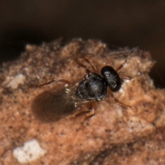 Unverified Wasp (Hymenoptera, Apocrita) at Melba, ACT - 6 Aug 2024 by kasiaaus