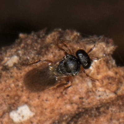 Unverified Wasp (Hymenoptera, Apocrita) at Melba, ACT - 6 Aug 2024 by kasiaaus