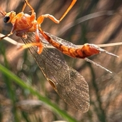 Ichneumonidae (family) (Unidentified ichneumon wasp) at Hackett, ACT - 6 Aug 2024 by Pirom