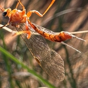 Ichneumonidae (family) at Hackett, ACT - 6 Aug 2024