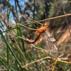 Ichneumonidae (family) at Hackett, ACT - 6 Aug 2024 12:27 PM