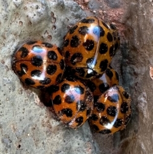 Harmonia conformis at Majura, ACT - 6 Aug 2024