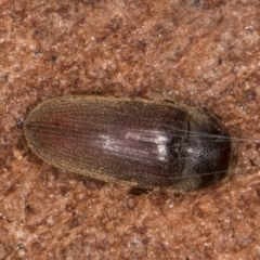 Hemiopsida sp. (genus) at Melba, ACT - 6 Aug 2024 by kasiaaus