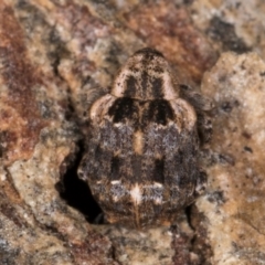 Gerynassa nodulosa (Weevil) at Melba, ACT - 6 Aug 2024 by kasiaaus