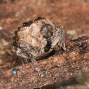 Gerynassa nodulosa at Melba, ACT - 6 Aug 2024