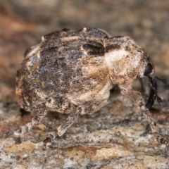 Gerynassa nodulosa at Melba, ACT - 6 Aug 2024 02:41 PM