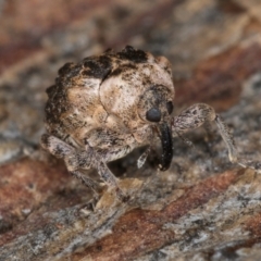 Gerynassa nodulosa at Melba, ACT - 6 Aug 2024