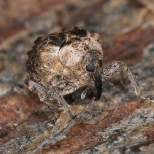 Gerynassa nodulosa at Melba, ACT - 6 Aug 2024