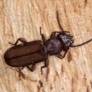 Platisus sp. (genus) at Melba, ACT - 6 Aug 2024 02:49 PM