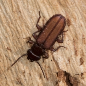 Platisus sp. (genus) at Melba, ACT - 6 Aug 2024