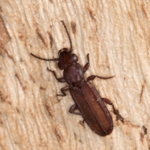 Platisus sp. (genus) at Melba, ACT - 6 Aug 2024 02:49 PM