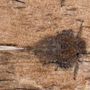 Platybrachys sp. (genus) at Melba, ACT - 6 Aug 2024