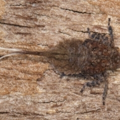 Platybrachys sp. (genus) at Melba, ACT - 6 Aug 2024