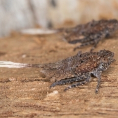 Platybrachys sp. (genus) at Melba, ACT - 6 Aug 2024