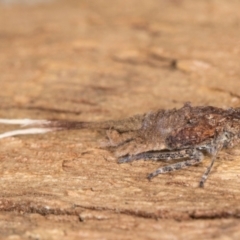 Platybrachys sp. (genus) at Melba, ACT - 6 Aug 2024