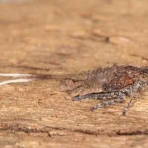 Platybrachys sp. (genus) at Melba, ACT - 6 Aug 2024