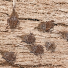 Platybrachys sp. (genus) at Melba, ACT - 6 Aug 2024 02:51 PM