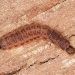 Melyridae (family) at Melba, ACT - 6 Aug 2024