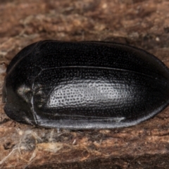 Pterohelaeus striatopunctatus (Darkling beetle) at Melba, ACT - 6 Aug 2024 by kasiaaus