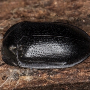 Pterohelaeus striatopunctatus at Melba, ACT - 6 Aug 2024 03:13 PM