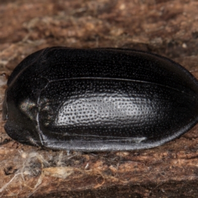 Pterohelaeus striatopunctatus (Darkling beetle) at Melba, ACT - 6 Aug 2024 by kasiaaus