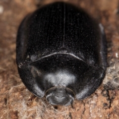 Pterohelaeus striatopunctatus at Melba, ACT - 6 Aug 2024 03:13 PM