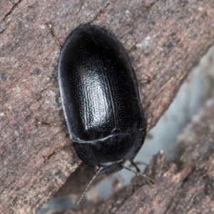 Pterohelaeus striatopunctatus at Melba, ACT - 6 Aug 2024 03:13 PM