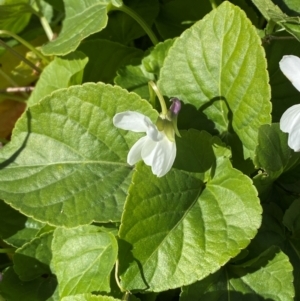 Viola odorata at Cook, ACT - 6 Aug 2024