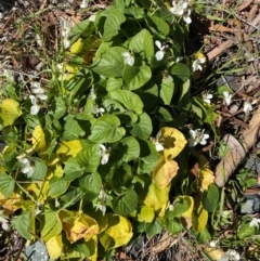 Viola odorata at Cook, ACT - 6 Aug 2024