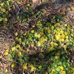 Viola odorata at Cook, ACT - 6 Aug 2024