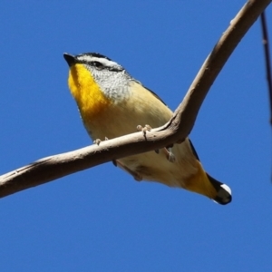 Pardalotus punctatus at Macarthur, ACT - 6 Aug 2024