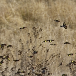 Carduelis carduelis at Gordon, ACT - 6 Aug 2024 02:14 PM