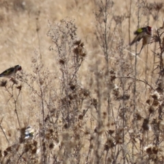 Carduelis carduelis at Gordon, ACT - 6 Aug 2024