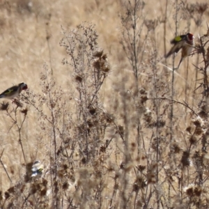 Carduelis carduelis at Gordon, ACT - 6 Aug 2024 02:14 PM