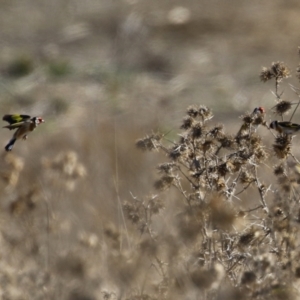 Carduelis carduelis at Gordon, ACT - 6 Aug 2024 02:14 PM