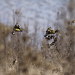 Carduelis carduelis at Gordon, ACT - 6 Aug 2024