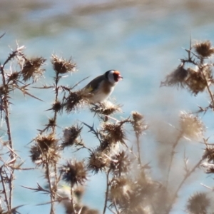 Carduelis carduelis at Gordon, ACT - 6 Aug 2024