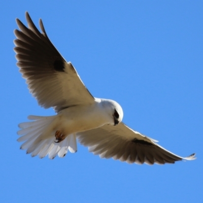 Elanus axillaris (Black-shouldered Kite) at Gordon, ACT - 6 Aug 2024 by RodDeb