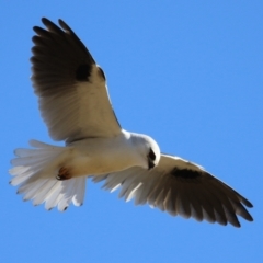 Elanus axillaris at Gordon, ACT - 6 Aug 2024