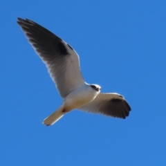 Elanus axillaris at Gordon, ACT - 6 Aug 2024